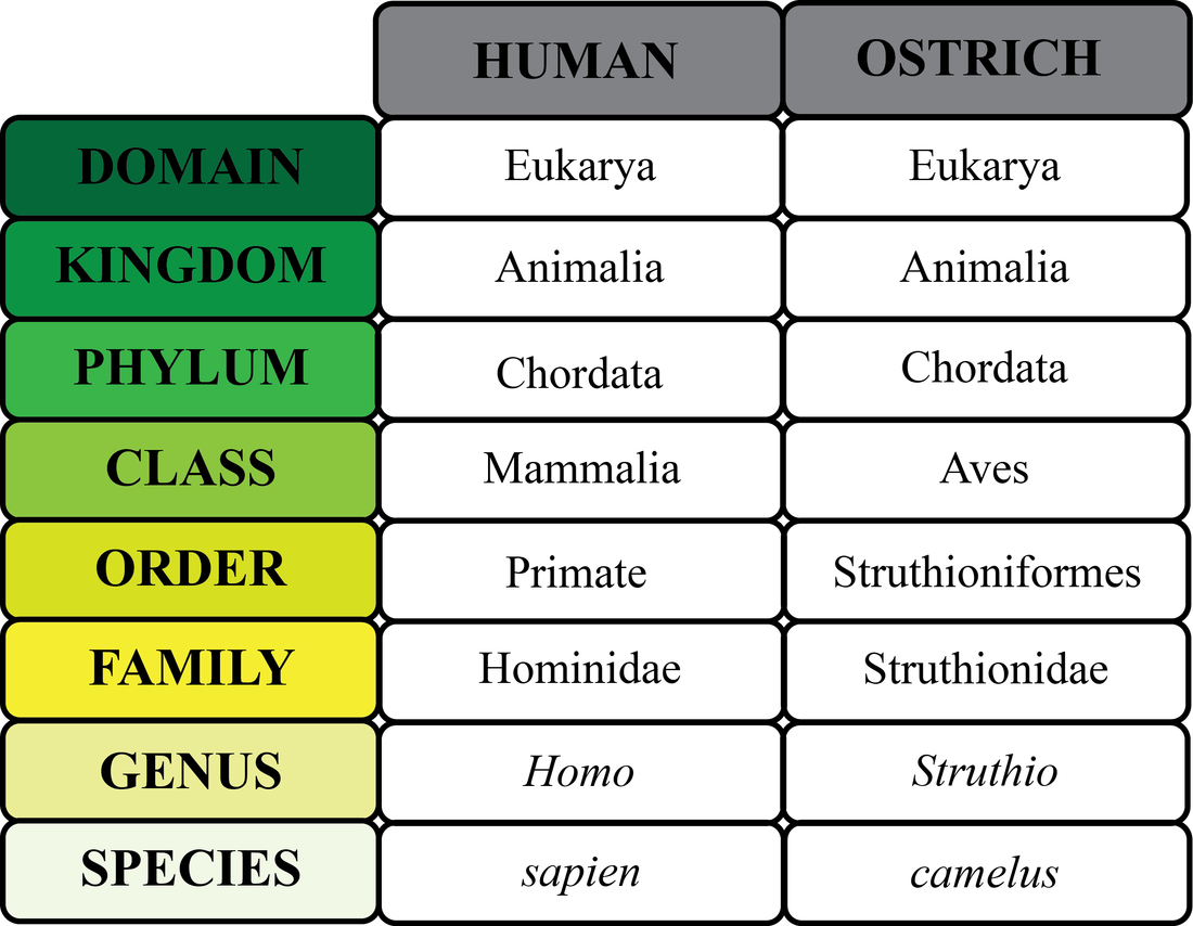 Taxonomic Classification Chart